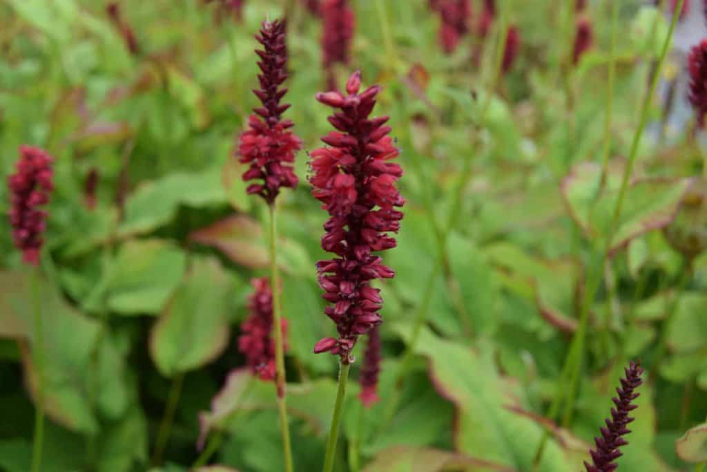 Persicaria amplexicaulis 'Blackfield' ---